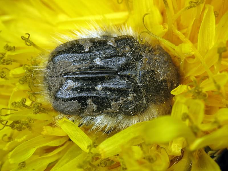 Tropinota hirta (Poda, 1761)